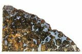 Seymchan Pallasite Meteorite Slice ( g) - Russia #305585-1